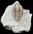 Large, Flexicalymene Trilobite - Ohio #55417-2